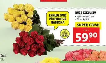 Lidl Růže exclusiv nabídka