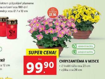 Lidl Chryzantéma v misce nabídka