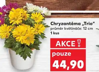 Kaufland Chryzantéma „Trio nabídka