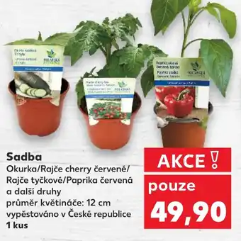 Kaufland Sadba nabídka