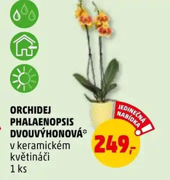 Penny Market ORCHIDEJ PHALAENOPSIS DVOUVÝHONOVÁ nabídka