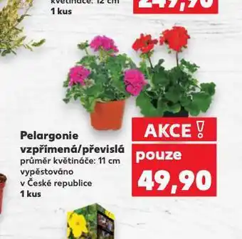 Kaufland Pelargonie nabídka