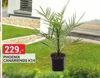 Baumax PHOENIX CANARIENSIS K14 nabídka