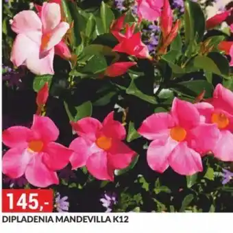 Baumax DIPLADENIA MANDEVILLA K12 nabídka