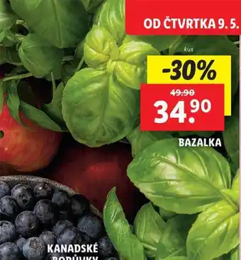 Lidl Bazalka nabídka