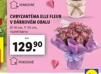 Lidl Chryzantéma nabídka