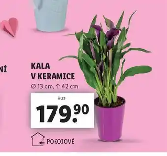 Lidl Kala v keramice nabídka