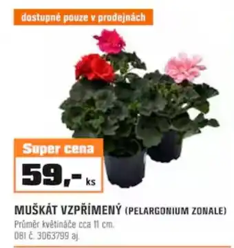 OBI MUŠKÁT VZPŘÍMENÝ (PELARGONIUM ZONALE) nabídka