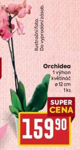 Billa Orchidea nabídka