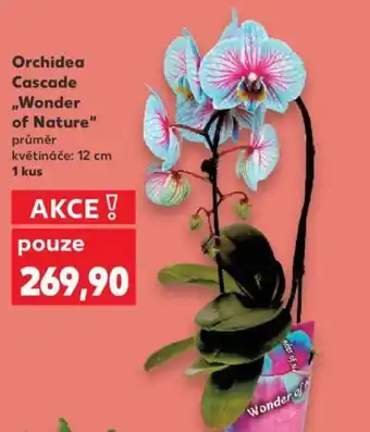 Kaufland Orchidea Cascade „Wonder of Nature" nabídka