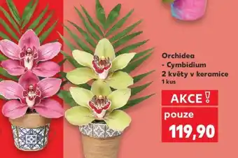 Kaufland Orchidea - Cymbidium 2 květy v keramice nabídka