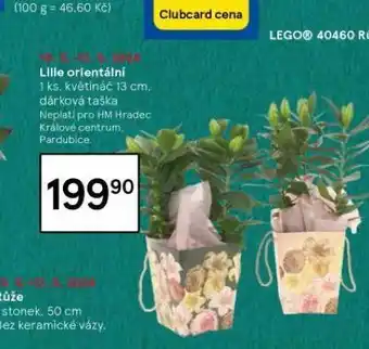 Tesco Lilie orientální nabídka