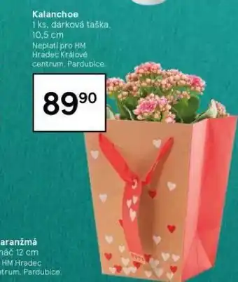 Tesco Kalanchoe nabídka
