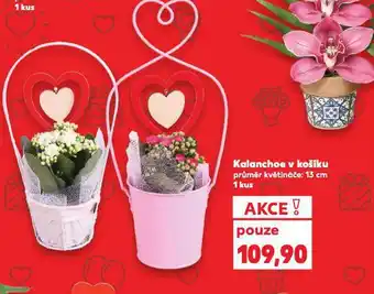 Kaufland Kalanchoe v košíku nabídka