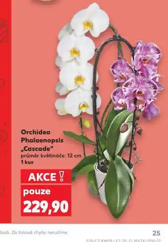 Kaufland Orchidea - phalaenopsis nabídka