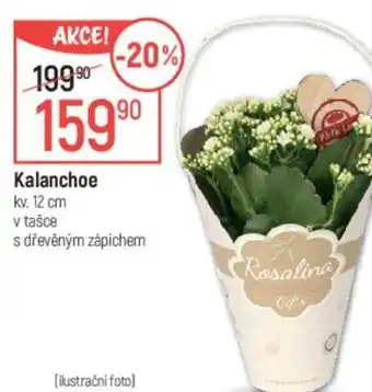 Globus Kalanchoe nabídka