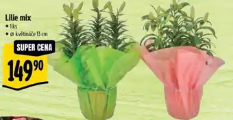 Albert Lilie mix nabídka