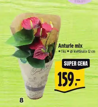 Albert Anturie nabídka