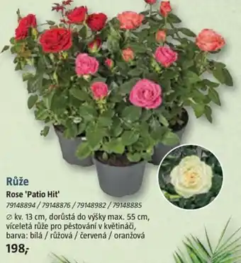 Růže