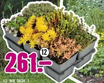 Hornbach Skalničky - mix trvalek nabídka