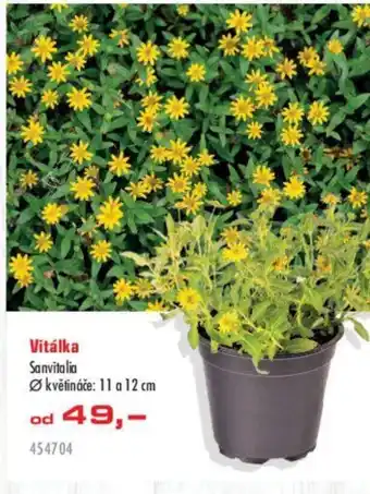 Uni Hobby Vitálka nabídka