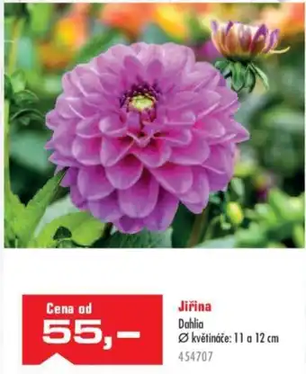 Uni Hobby Jiřina nabídka