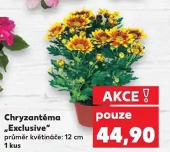 Kaufland Chryzantéma „Exclusive" nabídka