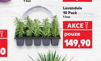 Kaufland Levandule nabídka