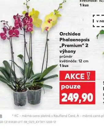 Kaufland Orchidea - phalaenopsis nabídka