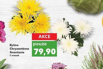 Kaufland Kytice chtyzantéma anastasia nabídka