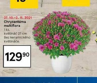 Tesco Chryzantéma multiflora nabídka