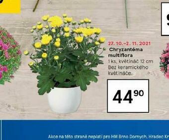 Tesco Chryzantéma multiflora nabídka