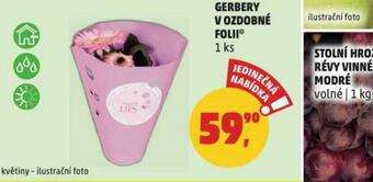 Gerbery v ozdobné folii