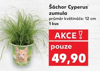 Kaufland Šáchor Cyperus zumula nabídka