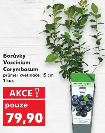 Kaufland Borůvky Vaccinium Corymbosum nabídka