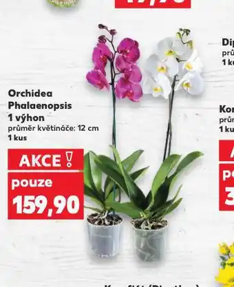 Kaufland Orchidea - phalaenopsis nabídka