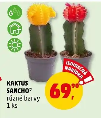 KAKTUS SANCHO