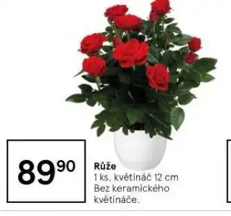 Tesco Růže nabídka