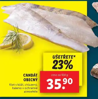 Lidl CANDÁT OBECNÝ nabídka