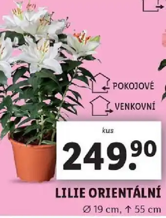 Lidl LILIE ORIENTÁLNÍ nabídka