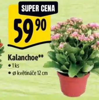 Albert Kalanchoe nabídka