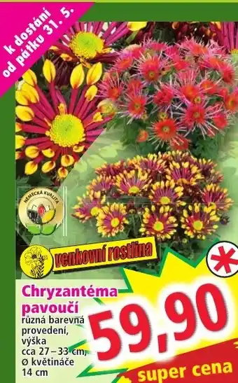 Norma Chryzantéma- pavoučí nabídka