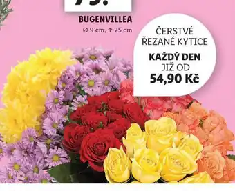 Lidl Čerstvé řezané kytice nabídka