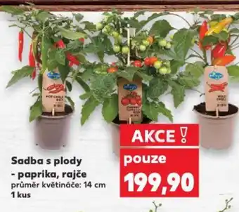 Kaufland Sadba s plody - paprika, rajče nabídka