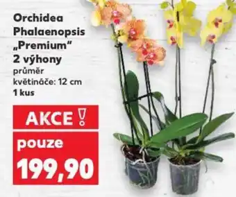 Kaufland Orchidea Phalaenopsis „Premium" 2 výhony nabídka