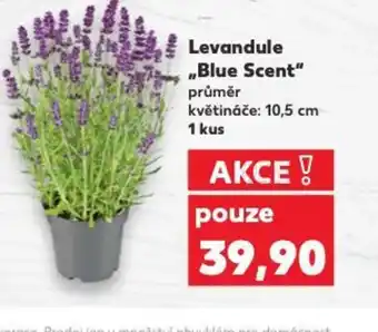 Kaufland Levandule ,,Blue Scent" nabídka