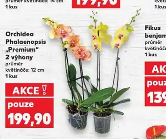 Kaufland Orchidea - phalaenopsis nabídka