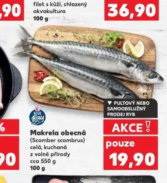 Kaufland Makrela obecná nabídka