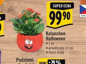 Albert Kalanchoe halloween nabídka