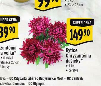 Albert Kytice chryzantéma dušičky nabídka
